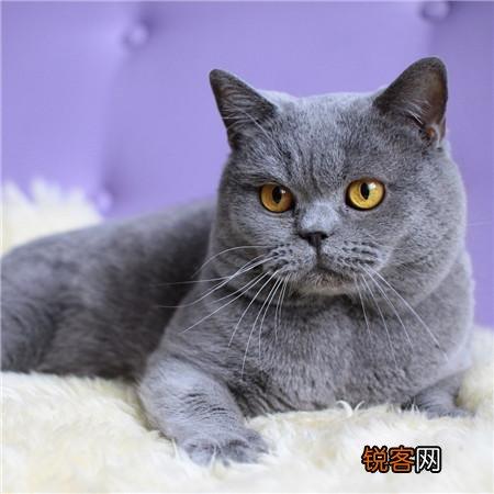 什么品种的猫比较适合当宠物？