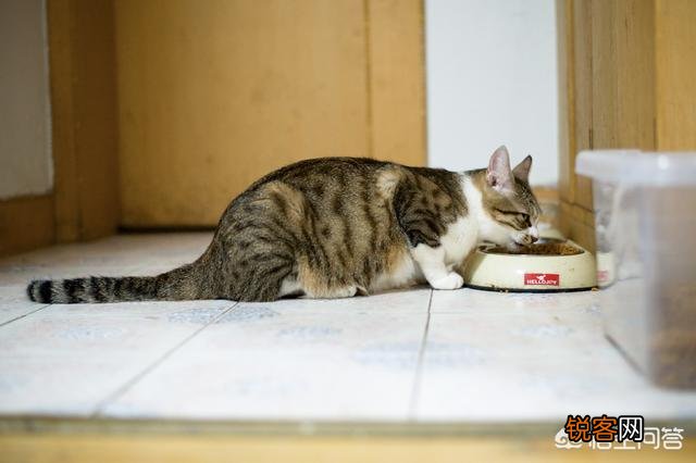 什么品种的猫比较适合当宠物？
