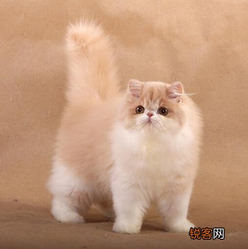 什么品种的猫比较适合当宠物？
