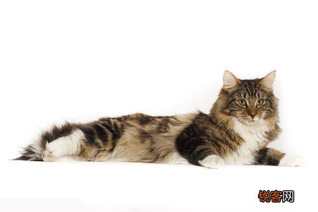 什么品种的猫比较适合当宠物？