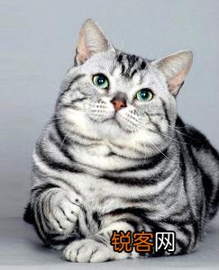 什么品种的猫比较适合当宠物？