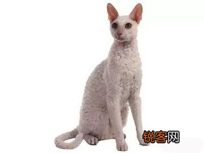 什么品种的猫比较适合当宠物？
