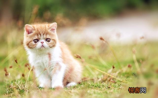 什么品种的猫比较适合当宠物？