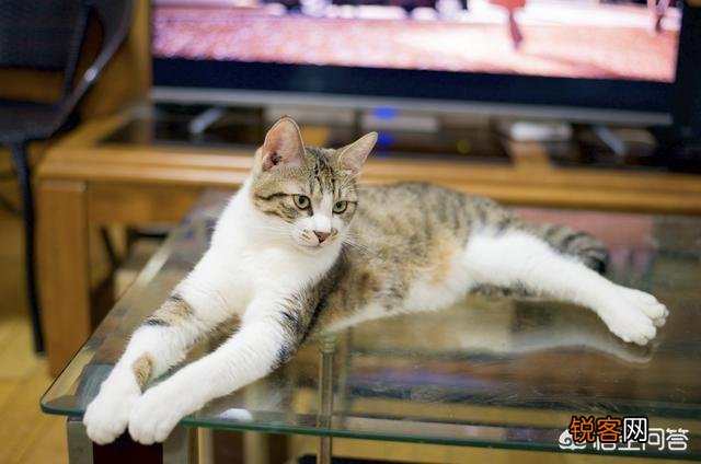 什么品种的猫比较适合当宠物？