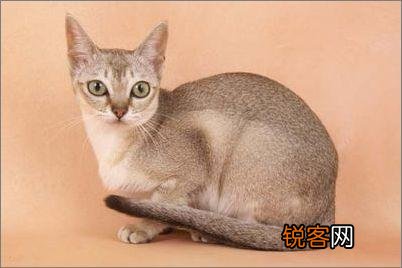 什么品种的猫比较适合当宠物？