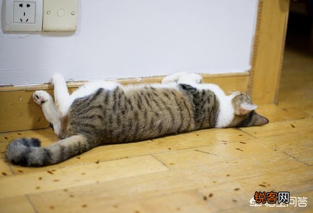 什么品种的猫比较适合当宠物？
