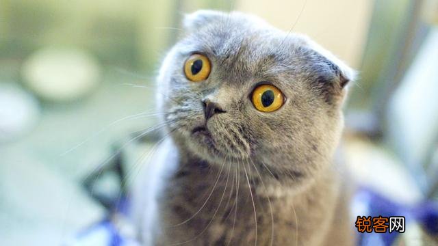 什么品种的猫比较适合当宠物？