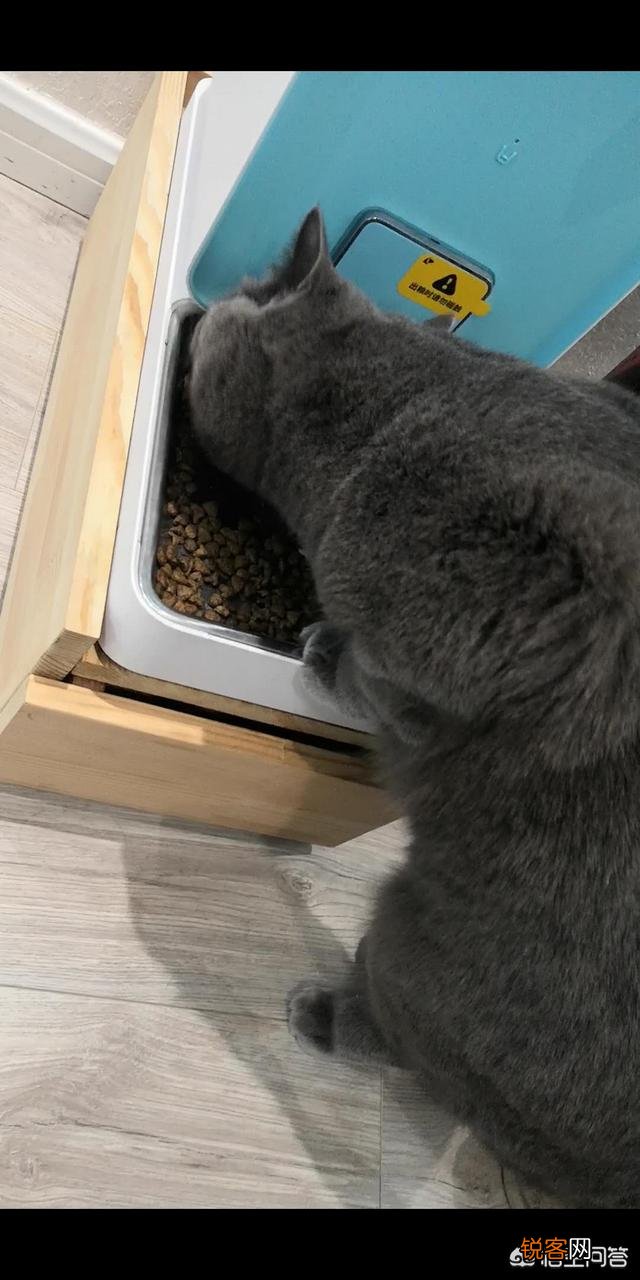猫贵还是狗贵啊？