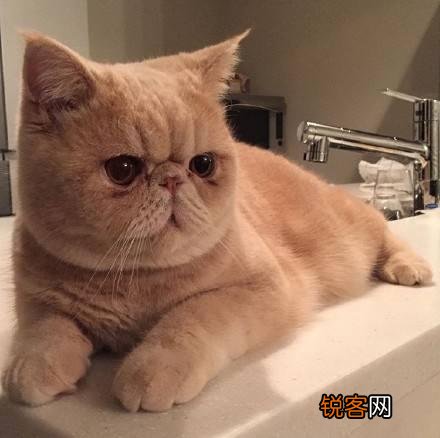 猫贵还是狗贵啊？