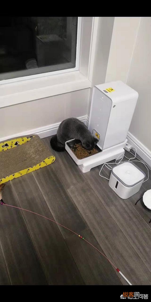 猫贵还是狗贵啊？