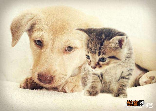 猫贵还是狗贵啊？