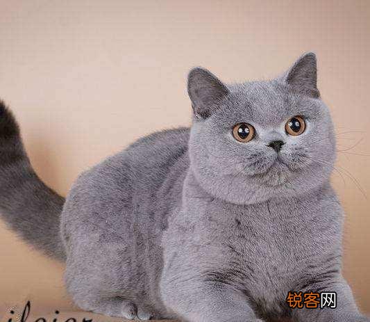 猫贵还是狗贵啊？