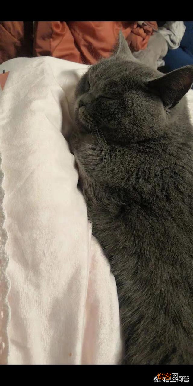 猫贵还是狗贵啊？