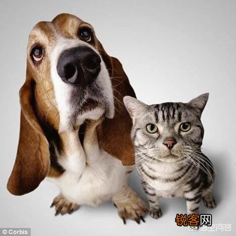 猫贵还是狗贵啊？