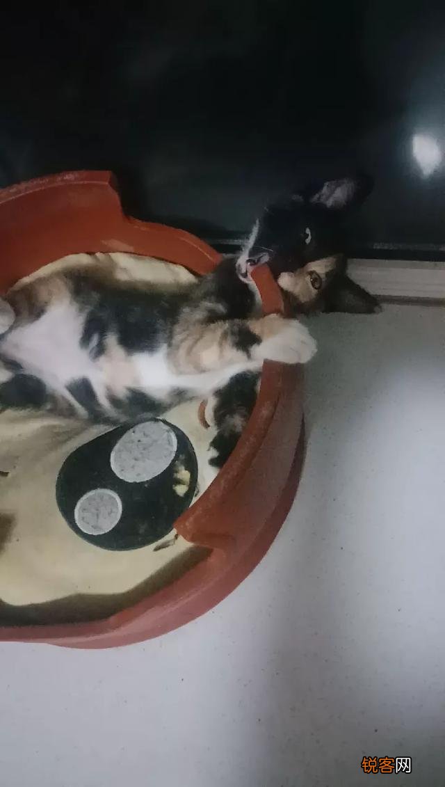 土猫可以当成宠物猫养吗？