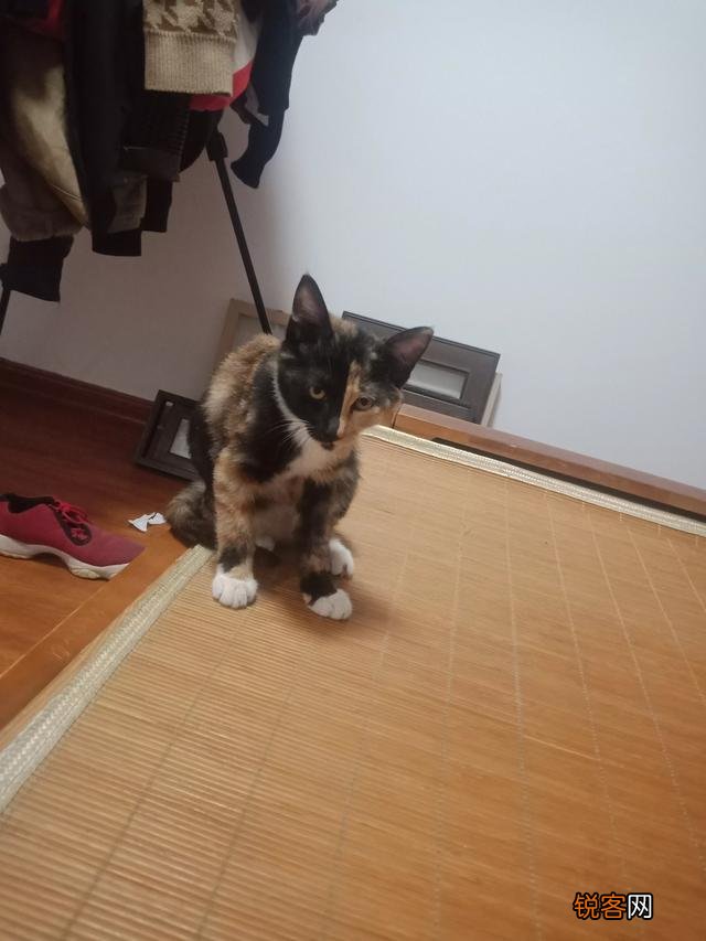 土猫可以当成宠物猫养吗？