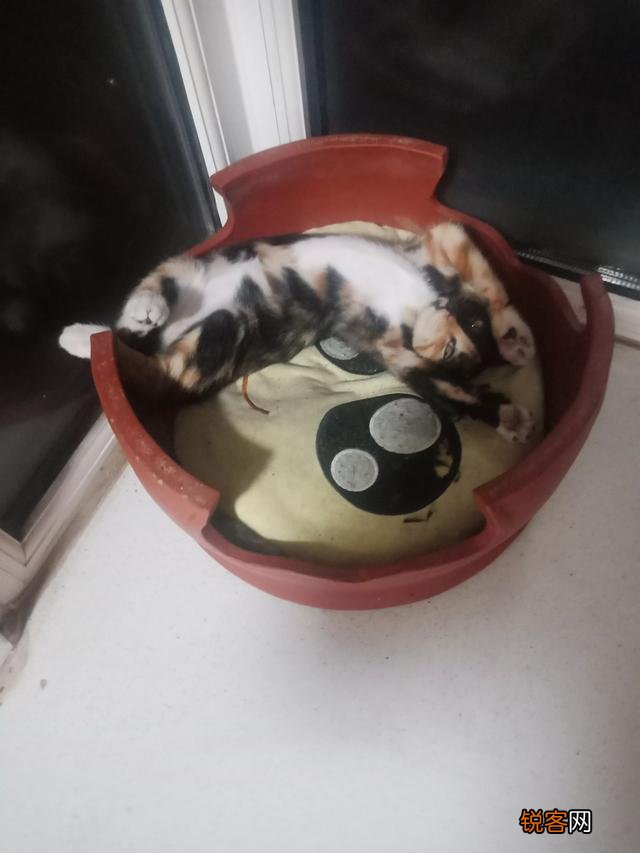 土猫可以当成宠物猫养吗？