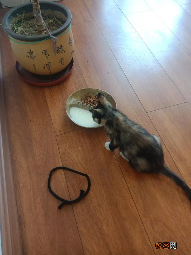 土猫可以当成宠物猫养吗？