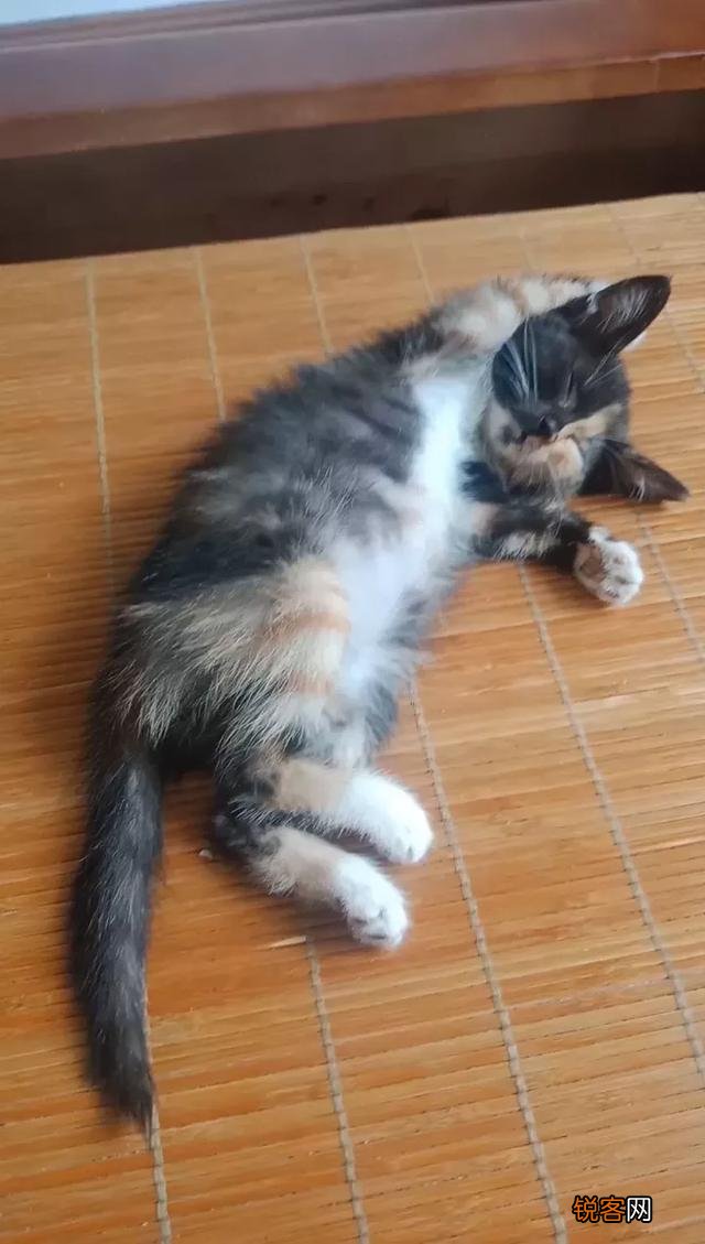 土猫可以当成宠物猫养吗？