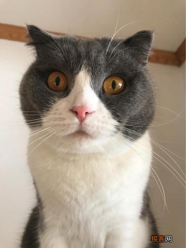 土猫可以当成宠物猫养吗？