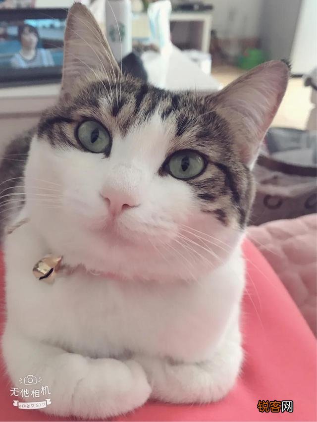 土猫可以当成宠物猫养吗？