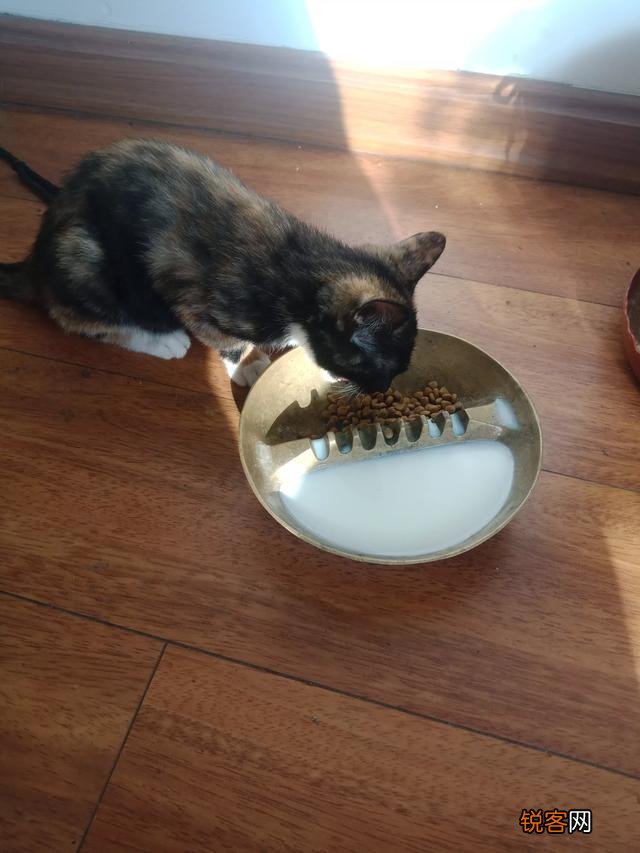 土猫可以当成宠物猫养吗？