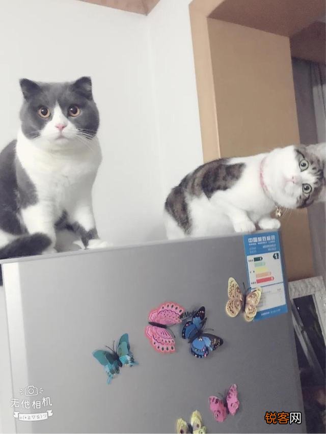 土猫可以当成宠物猫养吗？