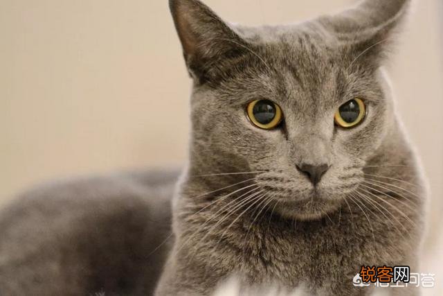 哪些猫咪比较聪明？