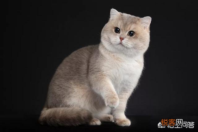 哪些猫咪比较聪明？