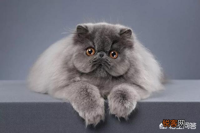 哪些猫咪比较聪明？