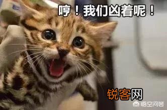哪些猫咪比较聪明？