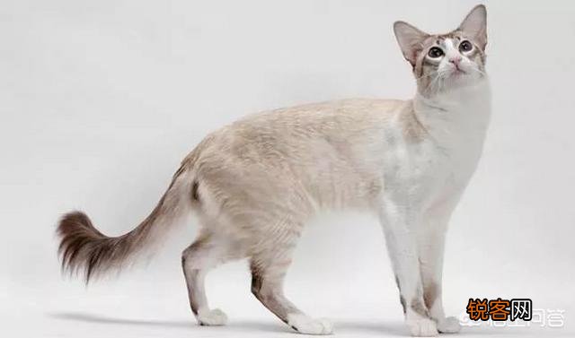 哪些猫咪比较聪明？