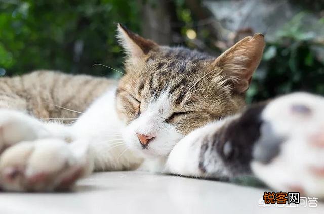 哪些猫咪比较聪明？