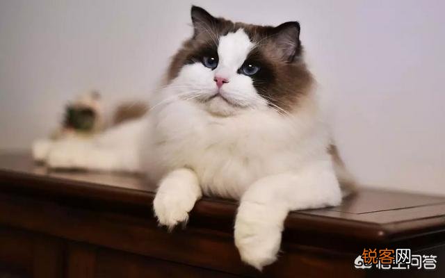 哪些猫咪比较聪明？