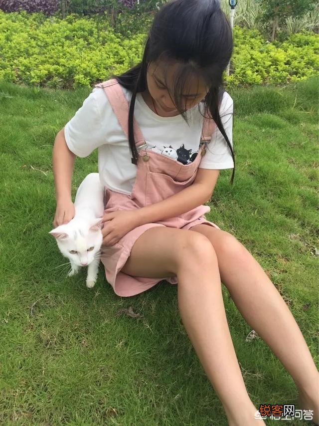 哪些猫咪比较聪明？