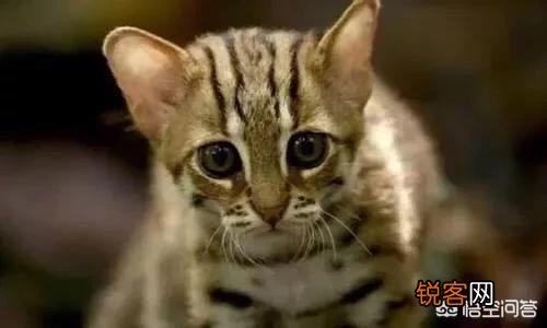 哪些猫咪比较聪明？