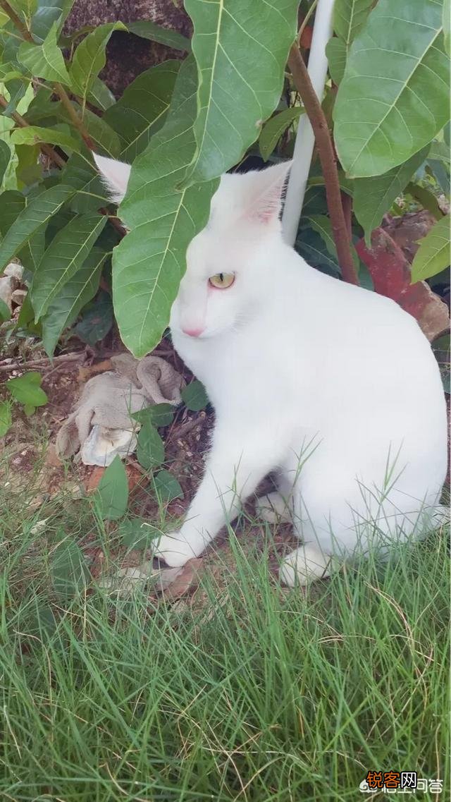 哪些猫咪比较聪明？