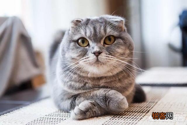 哪些猫咪比较聪明？