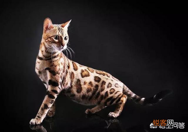 哪些猫咪比较聪明？