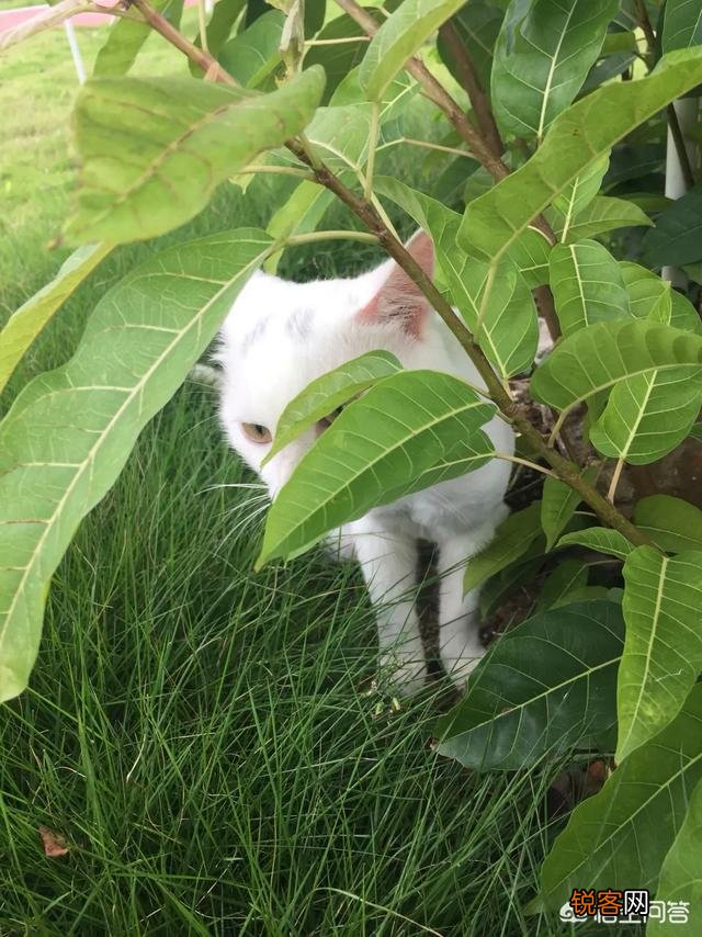 哪些猫咪比较聪明？