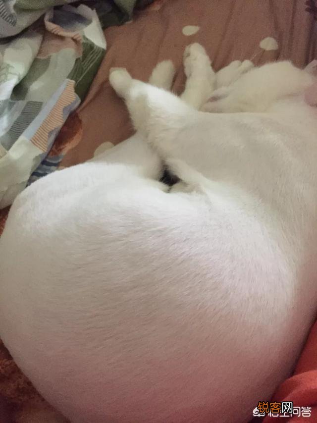 哪些猫咪比较聪明？