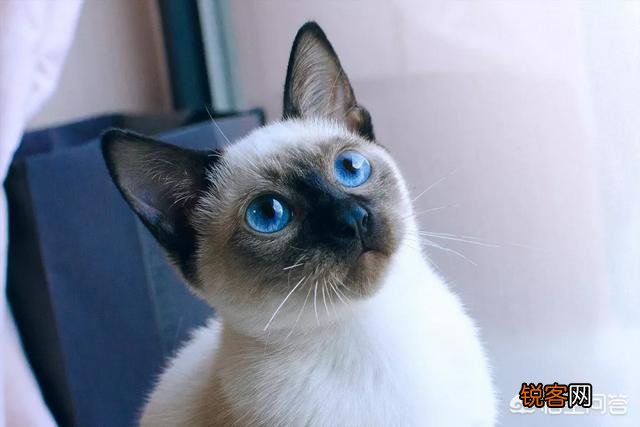 哪些猫咪比较聪明？