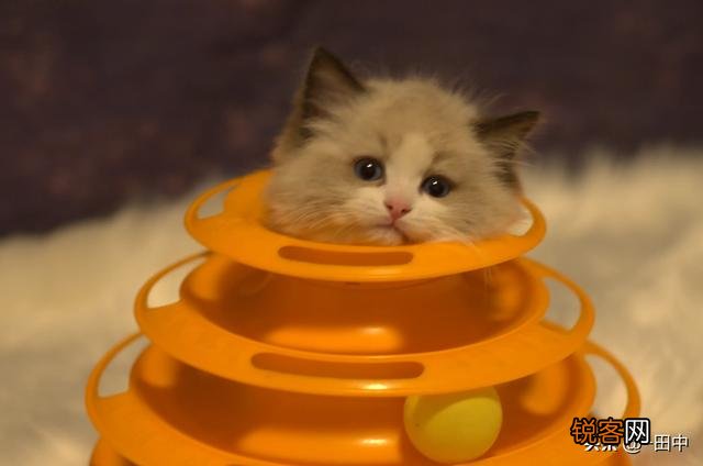 养品种猫和一般宠物猫区别是什么？