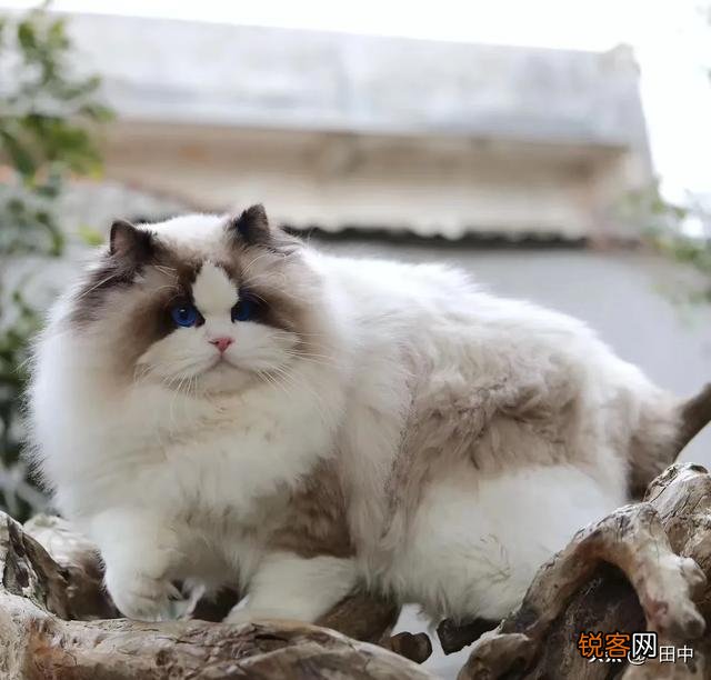 养品种猫和一般宠物猫区别是什么？