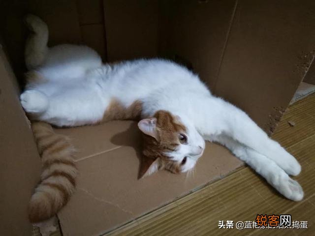 养品种猫和一般宠物猫区别是什么？