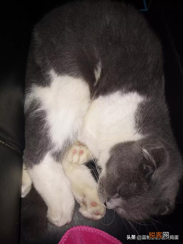 养品种猫和一般宠物猫区别是什么？