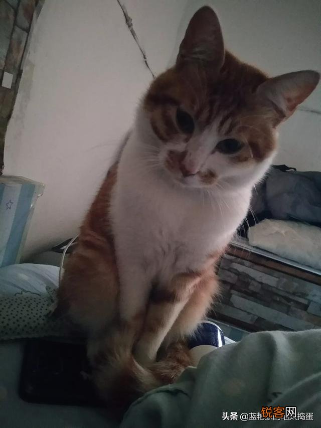 养品种猫和一般宠物猫区别是什么？