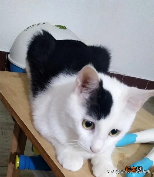 养品种猫和一般宠物猫区别是什么？