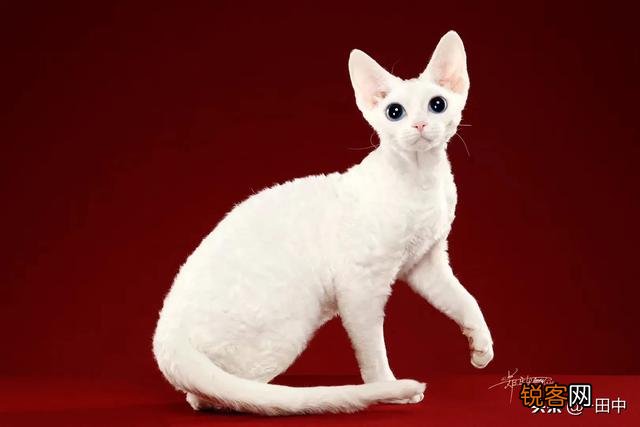 养品种猫和一般宠物猫区别是什么？