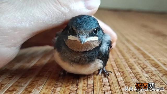 什么宠物最粘人？